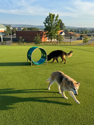 Dog Park at Huckleberry Park